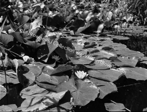 WATER LILLIES AT EMO COURT